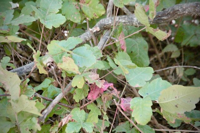 My Poison Oak Force Field: Terry’s Gravel&nbsp;Pant